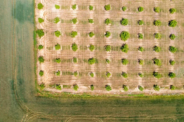 Аэрофотосъемка Вид Сверху Зеленые Ряды Деревьев Сельскохозяйственные Поля Обрабатываемые Земли — стоковое фото