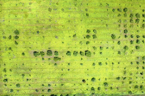 Vista Aérea Abstracta Campo Con Algunos Árboles —  Fotos de Stock