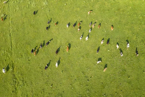 Vista Aérea Drones Vacas Pastoreo Libre Pastizal Natural Granja Lechera —  Fotos de Stock