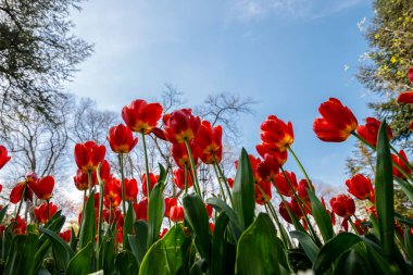 Bahçede gökyüzüne karşı bir sürü kırmızı lale.