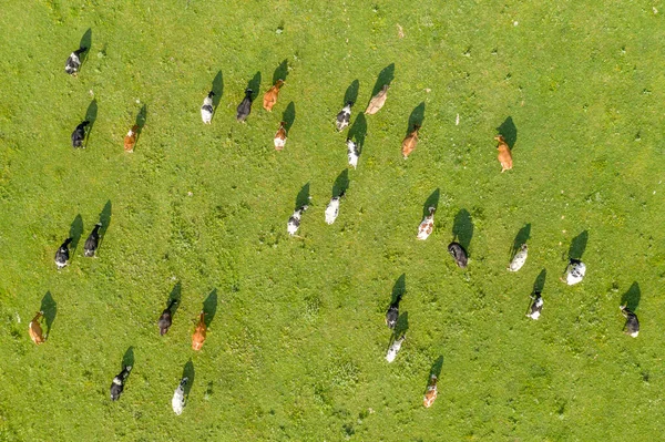 Αεροφωτογραφία Επανδρωμένου Αεροσκάφους Ελεύθερων Αγελάδων Βοσκής Φυσικό Βοσκότοπο Γαλακτοκομικά Καλλιέργεια — Φωτογραφία Αρχείου