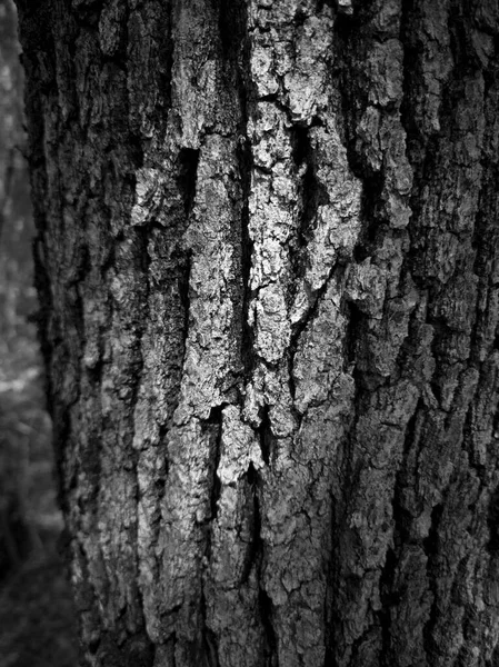 黑白相间的树的一部分 结构树皮纹理 — 图库照片