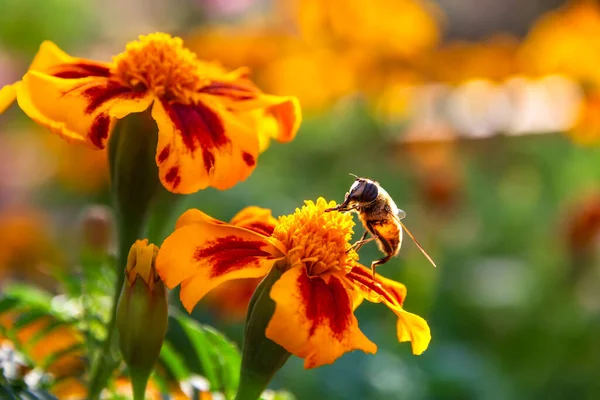 Κοντινό Πλάνο Μιας Μέλισσας Ένα Πολύχρωμο Λουλούδι Marigold Tagetes Erecta Εικόνα Αρχείου