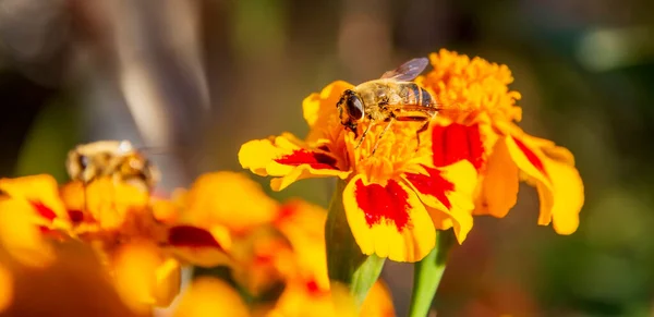 Bienen Sammeln Den Honig Aus Einer Bunten Ringelblume Rundumblick — Stockfoto