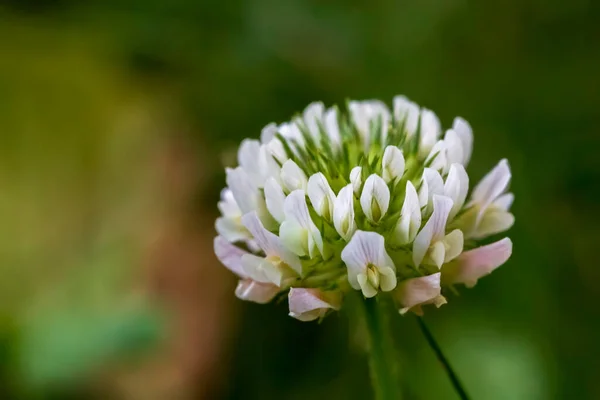 Makrobild Einer Weißen Kleeblume Auf Grünem Rasen Mit Defokussiertem Hintergrund — Stockfoto
