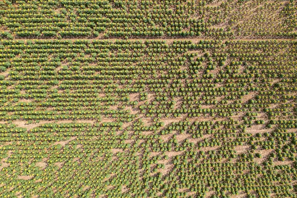 Вид Повітря Безпілотник Соняшникового Поля Влітку Природний Фон — стокове фото