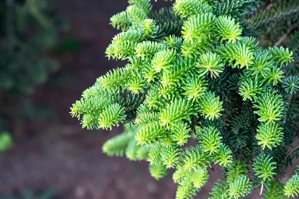 小さい針が付いている若い緑の火の木の枝 — ストック写真