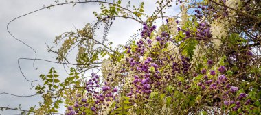 Wisteria trellis ile panoramik bir görünüm. 