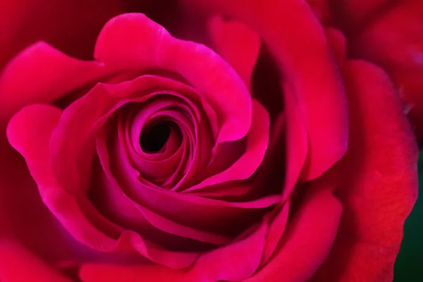 Красота Цветущая Красная Роза — стоковое фото