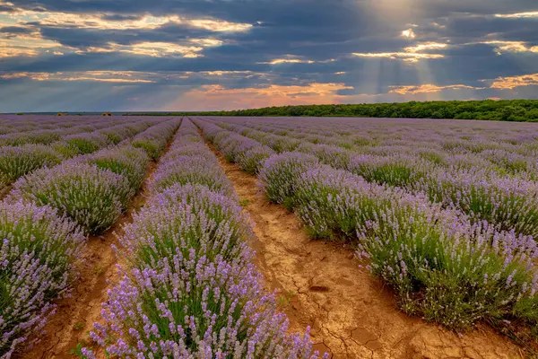 Lavender flowers bloom scented fields in endless rows at Amazing sunset
