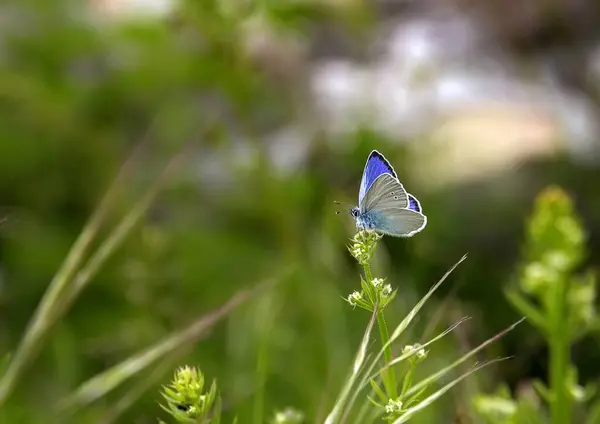 Красивая Голубая Бабочка Цветке Саду Размытый Фон — стоковое фото