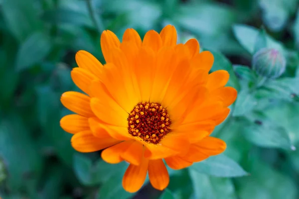 Вид Прекрасну Літню Квітку Якому Сонячному Світлі Помаранчева Квітка Calendula — стокове фото