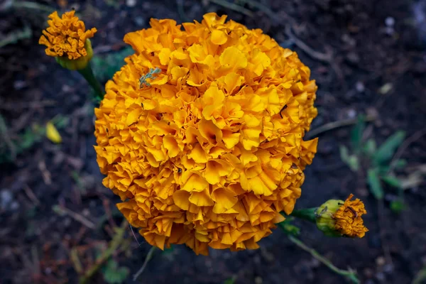 Marigolds Tagetes Erecta Blommor Trädgården Nära Håll — Stockfoto