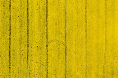 Soyut sarı tarla yüzeyinde traktör izleri var. Havadan üst görünüm. 