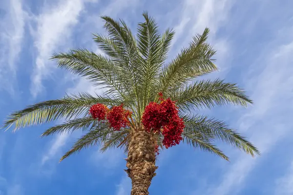 Red date palm fruits growing on a tree