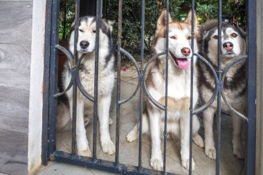 Bahçe kapısında üç meraklı köpek. Husky cinsi. Yaklaş..