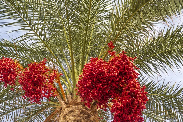 Red date palm fruits growing on a tree
