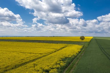 Sarı kolza tohumu tarlasında yalnız bir ağaç. Gün görünümü