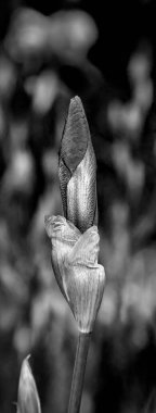 Güzel Iris çiçeği tomurcuğu. Dikey pankart görünümü