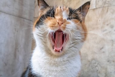 Colorful cat with open mouth yawning. Close up clipart