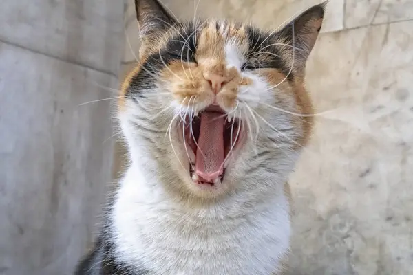 Colorful cat with open mouth yawning. Close up