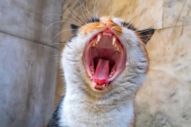 Kocaman ağzı açık, esneyen renkli bir kedi. Kapat.