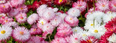 Many colorful of Common Daisy- Monstrosa. Corsican Bellis Perennis Flower.	