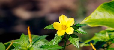Bulanık arkaplanda sarı bir çiçeğin panoramik görüntüsü