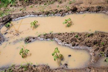 Genç domates tarlasını su bastı. Yukarıdan görüntüle