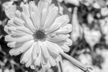 Küçük örümcekli güzel beyaz çiçek Calendula