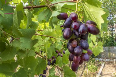 Red grapes, sweet taste, fragrant, crispy, fresh on the tree. Close clipart