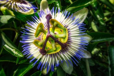 A close up of the passion flower, a unique flower blooms for a few days. Passiflora clipart