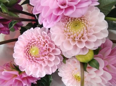 Paskalya çiçeğinin yumuşak renkleri Callistephus chinensis. Kapat.