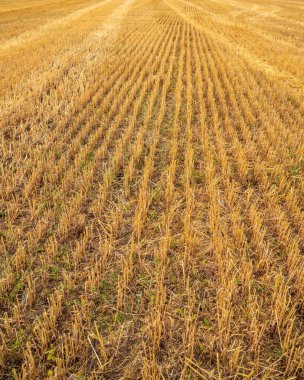  Hasattan sonra tarlada sarı saplar. dikey görünüm