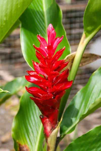 Curcuma Red Blooming Garden Beauty Nature — Stock Photo, Image