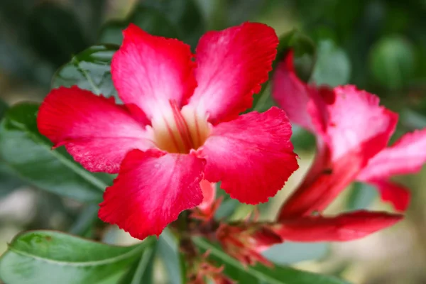 Adenium Floresce Gotas Vermelhas Matinais Jardim — Fotografia de Stock