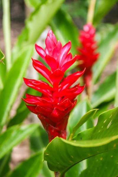 Curcuma Rojo Floreciendo Jardín Belleza Naturaleza — Foto de Stock