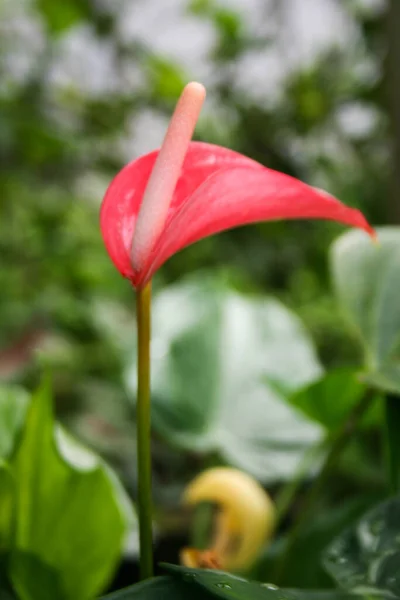 Rosa Flores Anthurium Gotas Rocío Mañana Hojas Verdes Suave Desenfoque — Foto de Stock