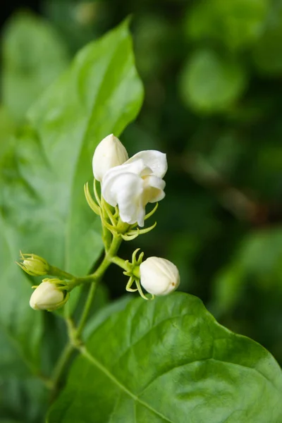 Yasemin Çiçekleri Beyaz Çiçekler Tayland Yerli Bitkileri — Stok fotoğraf