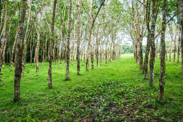 stock image  rubber plantation in rural southern Thailand