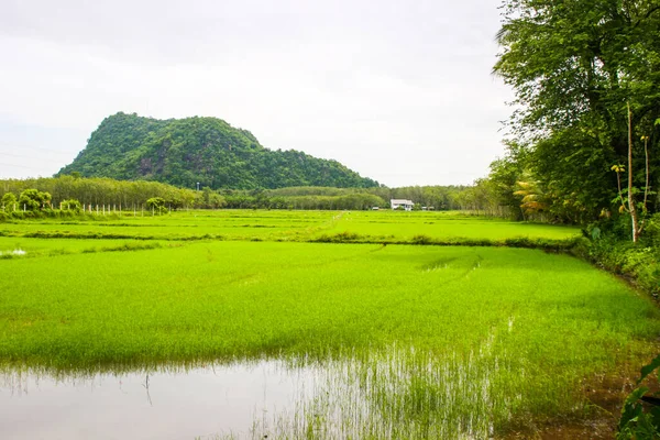 Рисовые Поля Зеленые Горы Сельской Местности Таиланда — стоковое фото