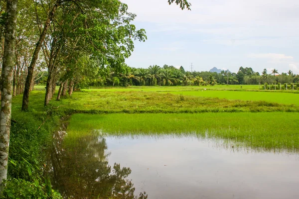 Rijstvelden Groene Bergen Het Thaise Platteland — Stockfoto