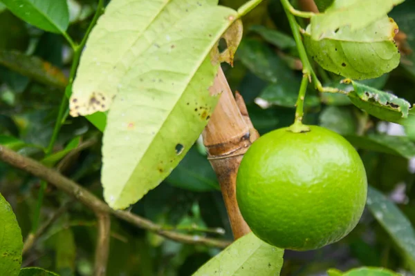 Великий Лимонний Фрукт Висить Красивому Зеленому Саду — стокове фото