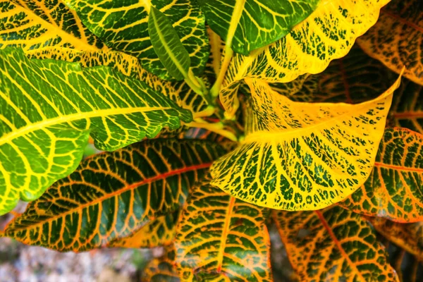 Croton Variegated Laurel Garden Croton Liście Kolorowe Tajskim Ogrodzie — Zdjęcie stockowe
