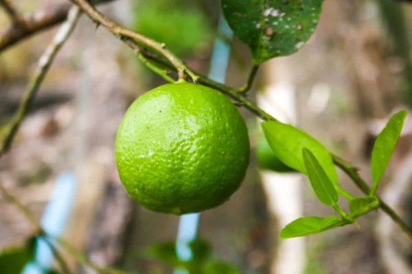 Великий Лимонний Фрукт Висить Красивому Зеленому Саду — стокове фото