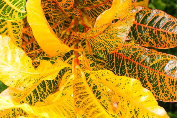 Croton Variegated Laurel Garden Croton Liście Kolorowe Tajskim Ogrodzie — Zdjęcie stockowe