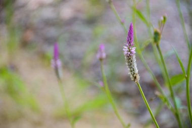  Mor Beyaz Armalı Horoz Tarağı Çiçeği Sabah Sabah Bulanık Arkaplan