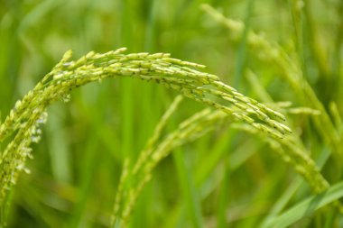  Tayland 'da güzel bir çiftlikte yeşil pirinç yetişiyor. ve hafif yumuşak