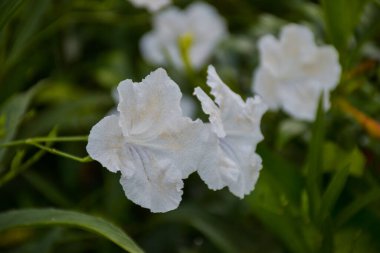 White Ruellia tuberosa blooms with beautiful petals in a Thai garden