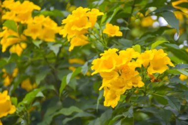 Yellow bells flowers blooming soft blur background beauty nature